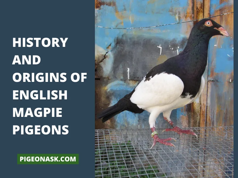 History and Origins of English Magpie Pigeons