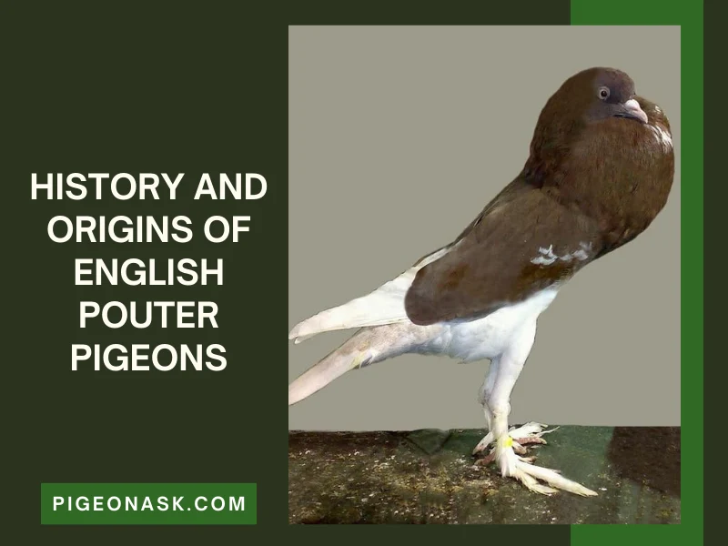 History and Origins of English Pouter Pigeons