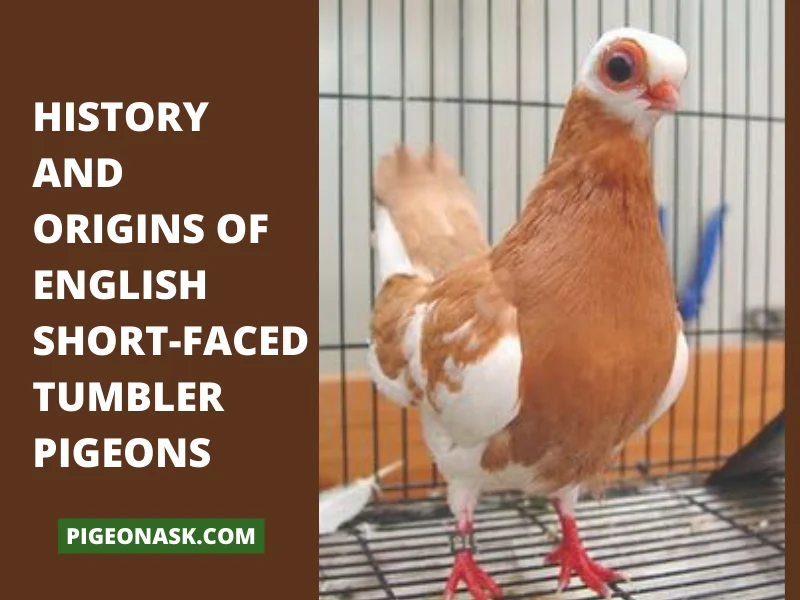 History and Origins of English Short-Faced Tumbler Pigeons