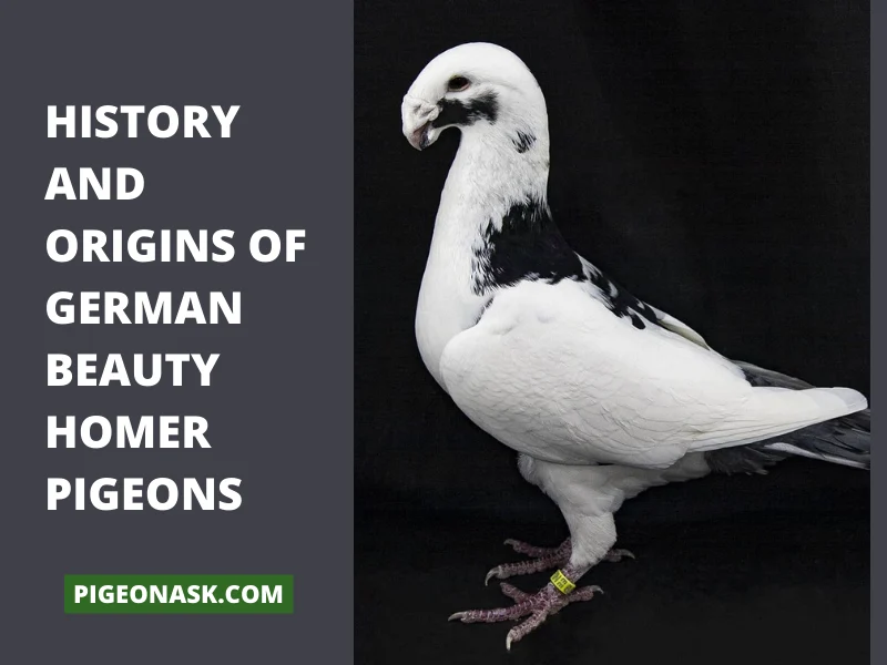 History and Origins of German Beauty Homer Pigeons