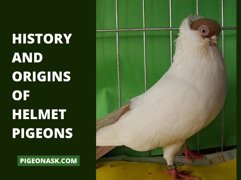 History and Origins of Helmet Pigeons