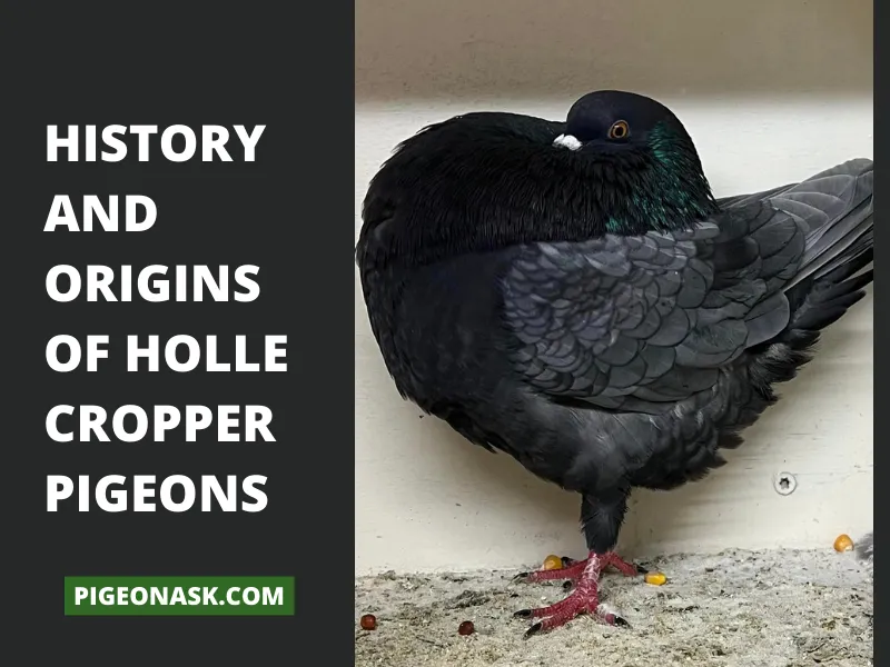 History and Origins of Holle Cropper Pigeons