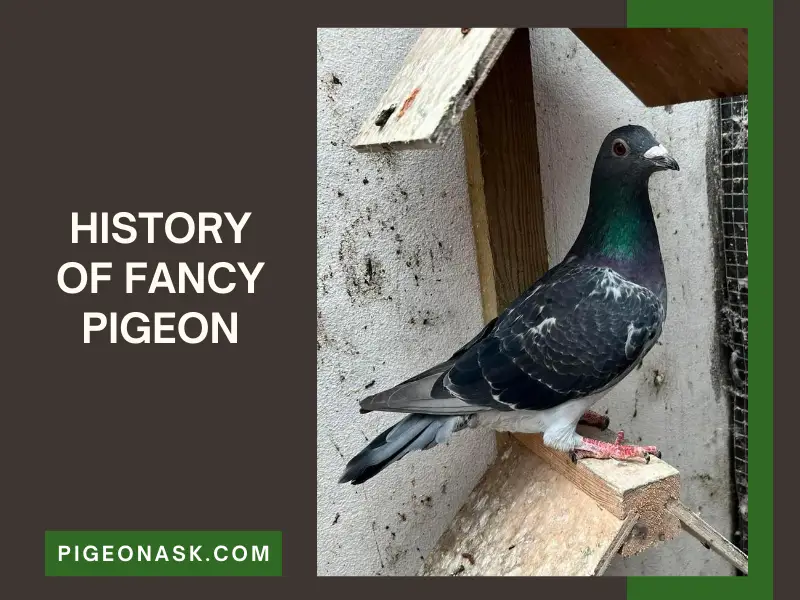 History of Fancy Pigeon