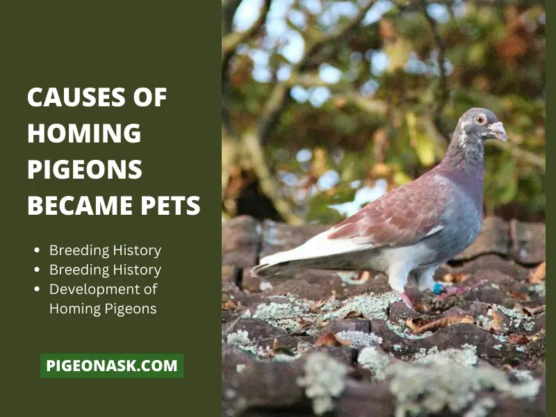 How Homing Pigeons Became Pets