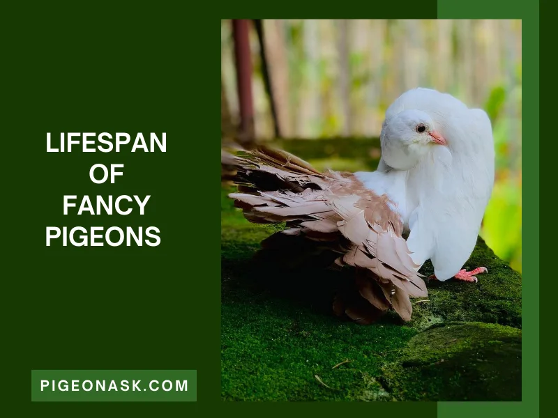 How Long Do Fancy Pigeons Live