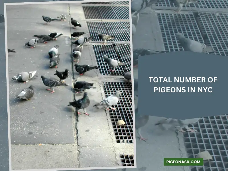 How Many Pigeons Are There in NYC