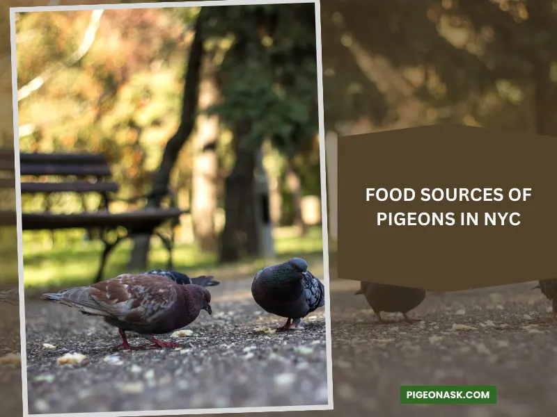 Main Food Sources of Pigeons in NYC