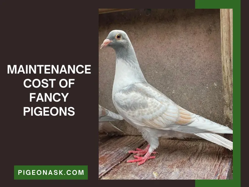 Maintenance Cost of Fancy Pigeons