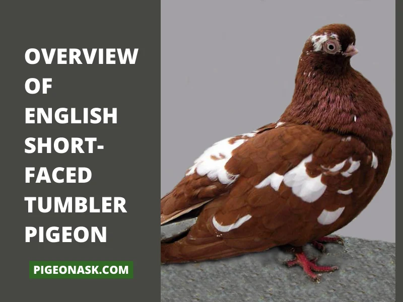 Overview Of English Short-Faced Tumbler Pigeon