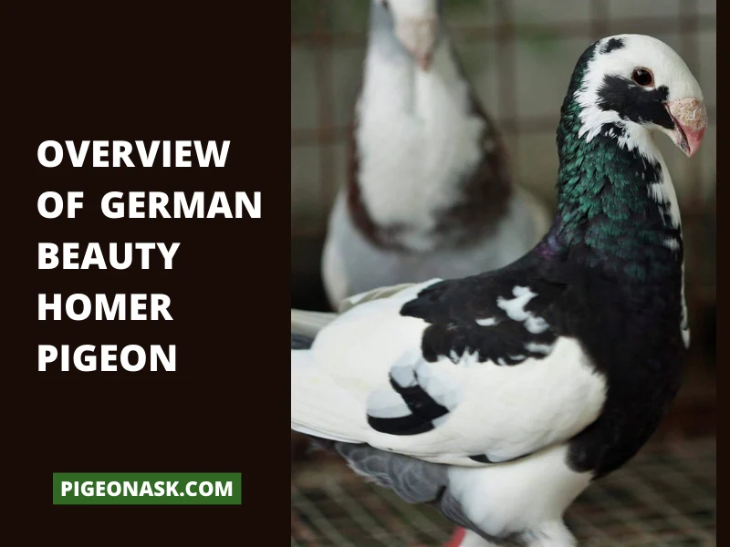 Overview Of German Beauty Homer Pigeon