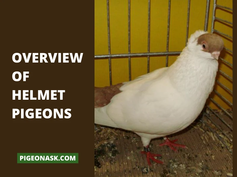 Overview Of Helmet Pigeons