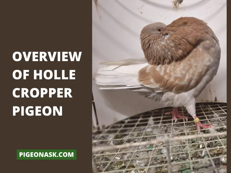 Overview Of Holle Cropper Pigeon