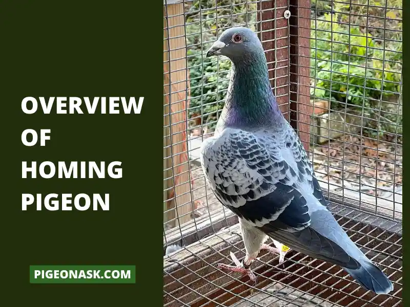 Overview Of Homing Pigeon