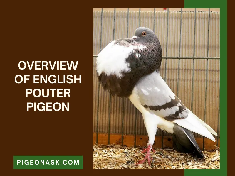 Overview of English Pouter Pigeon