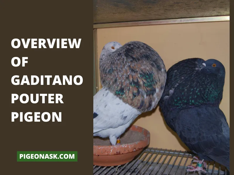 Overview of Gaditano Pouter Pigeon