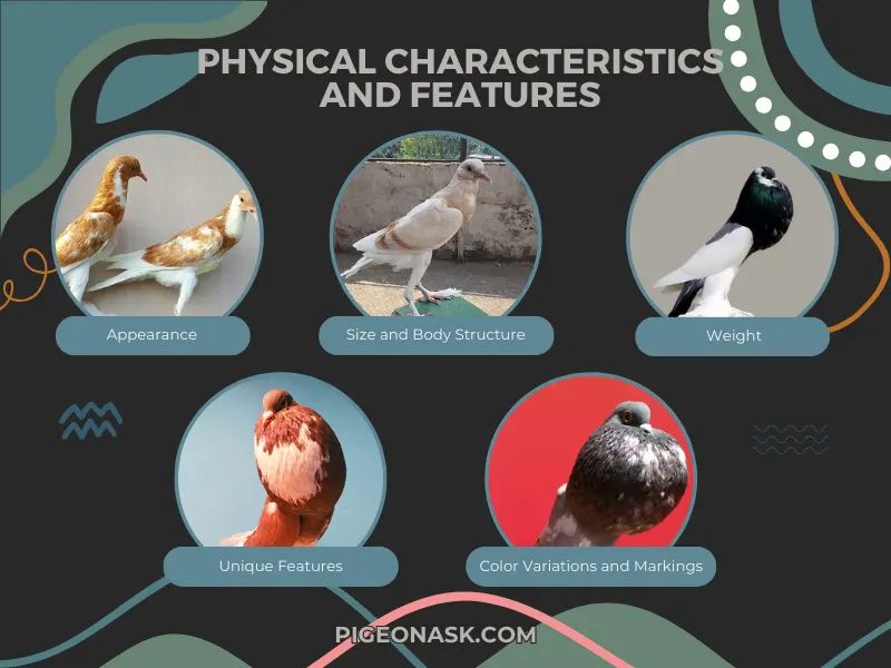 Physical Characteristics and Features