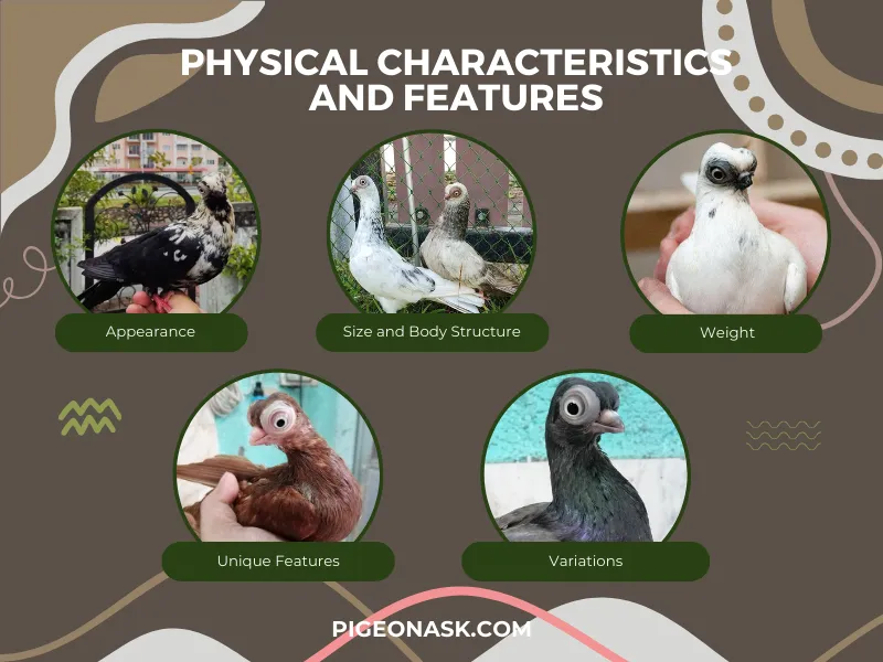 Physical Characteristics and Features