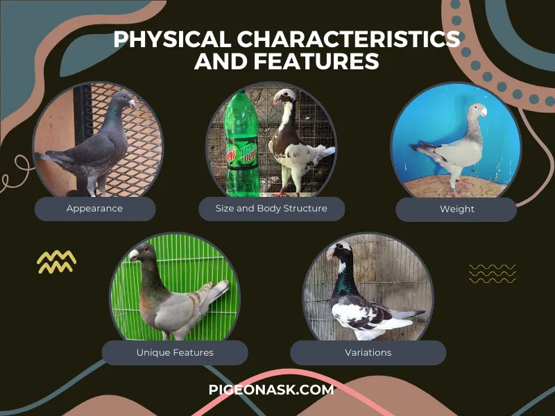 Physical Characteristics and Features