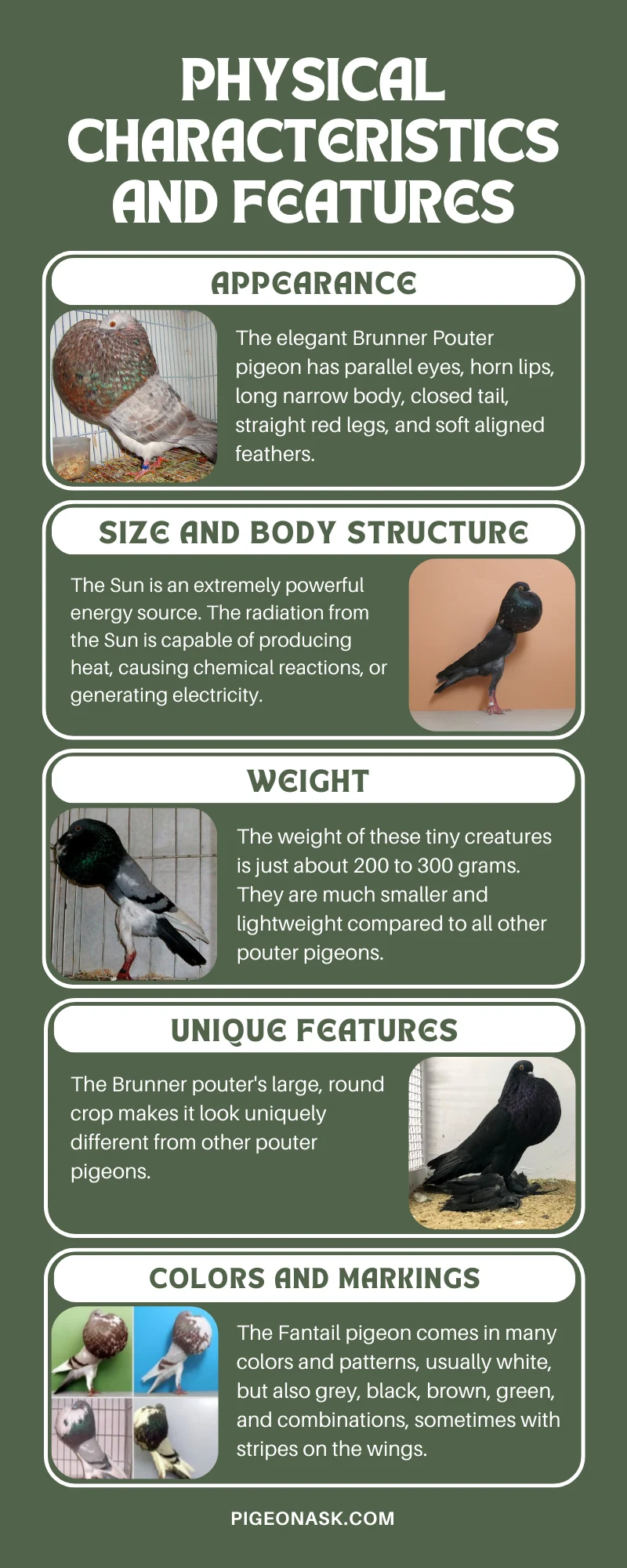 Physical Characteristics and Features Of Brunner Pouter Pigeons