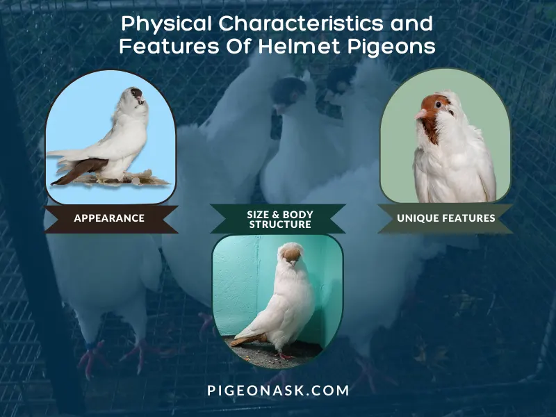 Physical Characteristics and Features of Helmet Pigeons