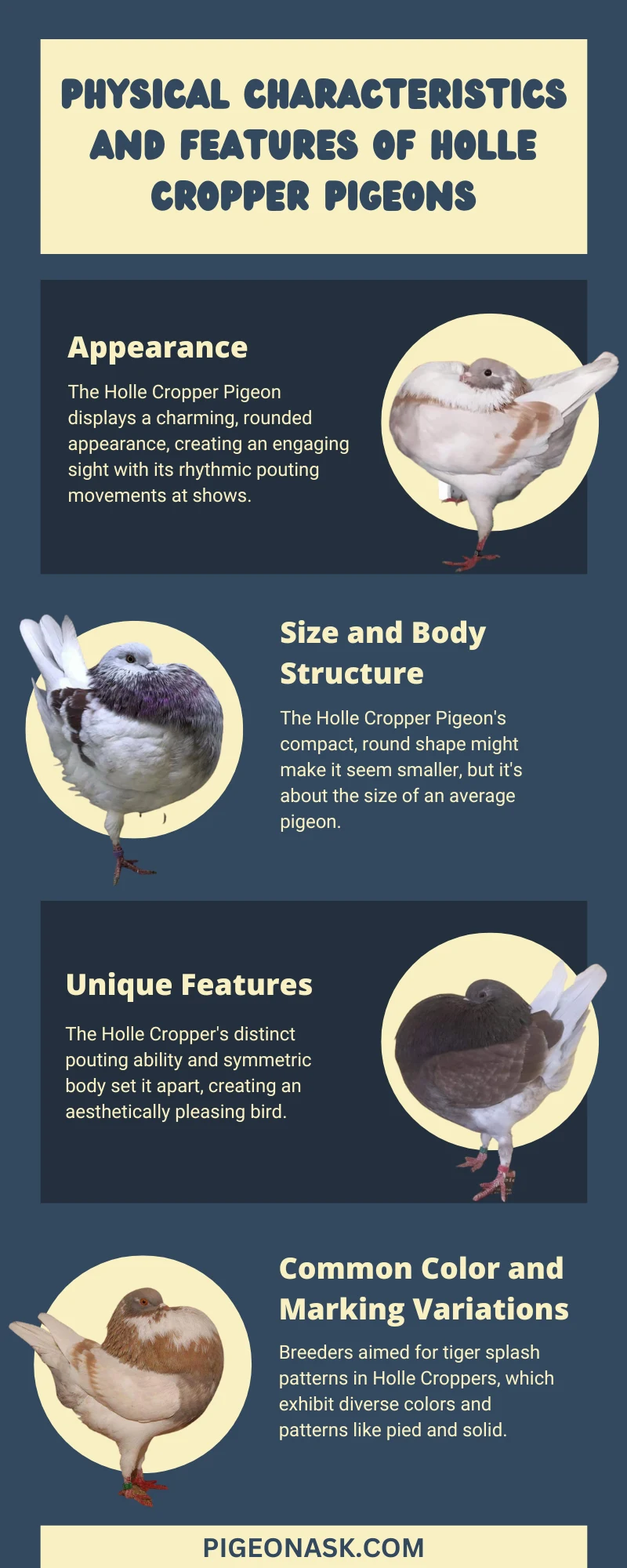 Physical Characteristics and Features of Holle Cropper Pigeons