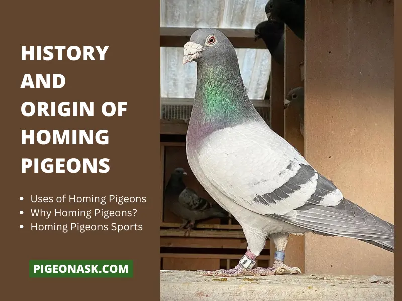 The History and Origin of Homing Pigeons