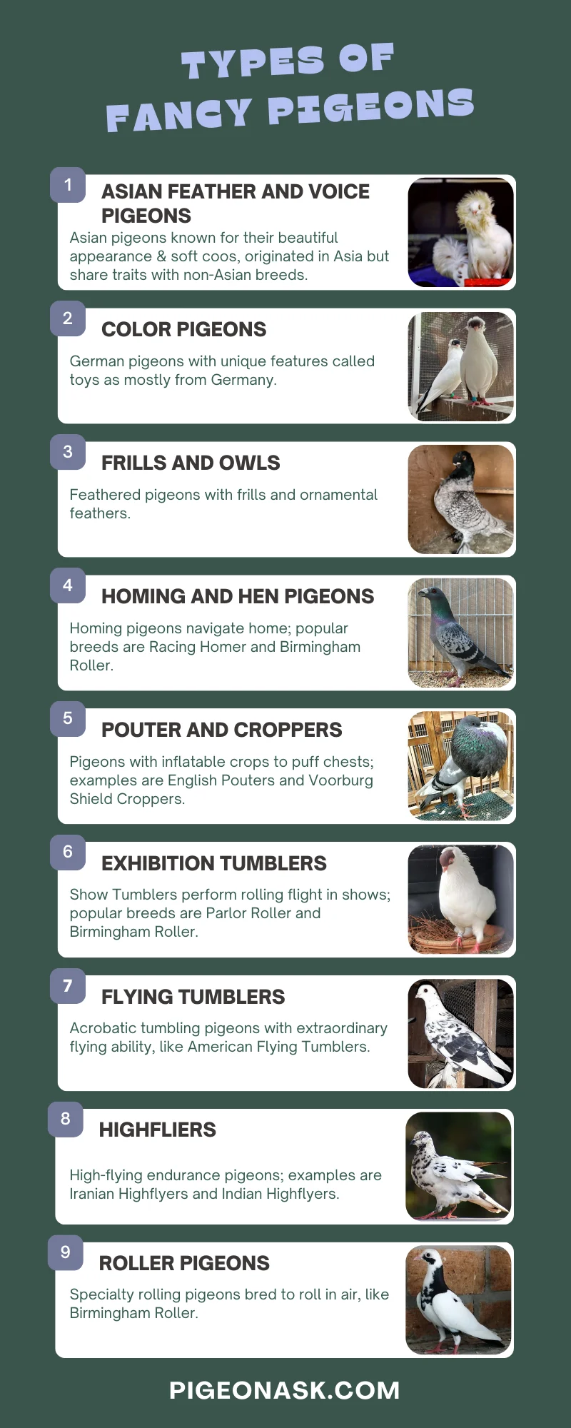 Types of Fancy Pigeons