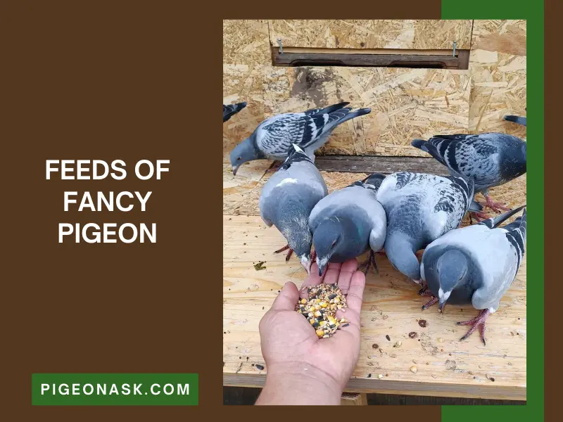 What Do Fancy Pigeons Eat