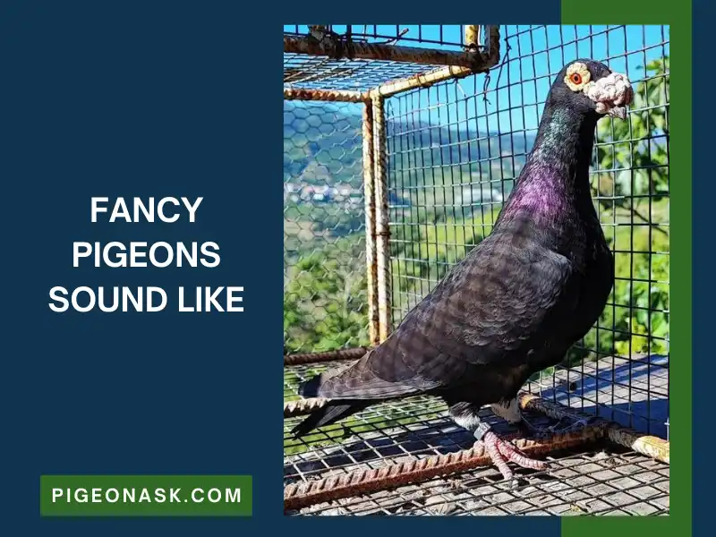 What Do Fancy Pigeons Sound Like