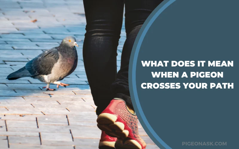 What Does It Mean When a Pigeon Crosses Your Path
