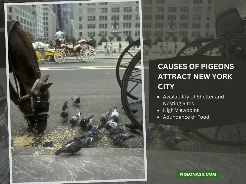 What Makes New York City an Attractive Location for Pigeons