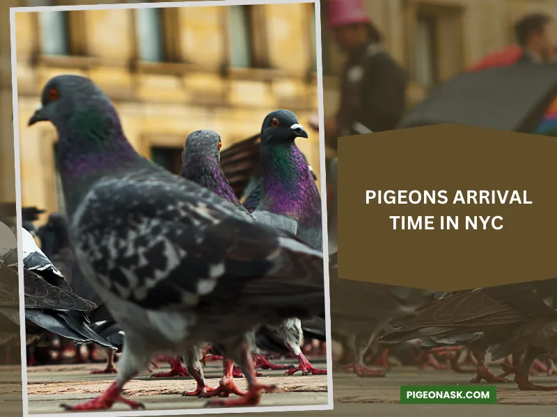 When Did the Pigeons Arrive in NYC