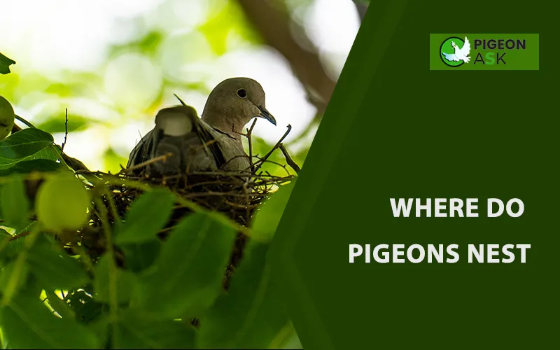 Where Do Pigeons Nest? Wild or Domestic