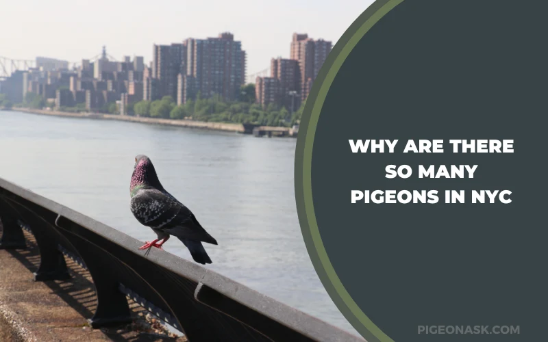 Why Are There So Many Pigeons in NYC