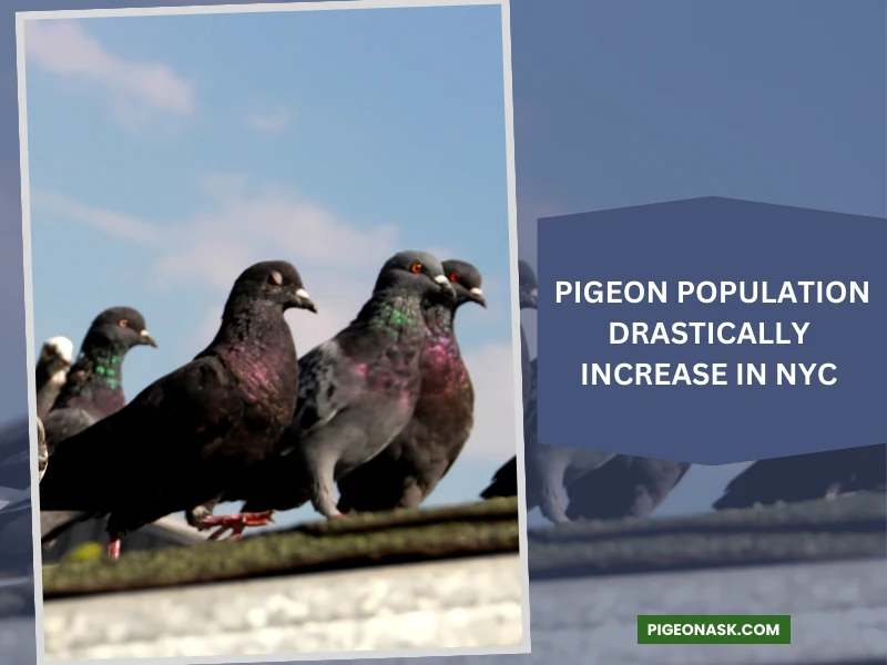 Why Did the Pigeon Population Drastically Increase in NYC