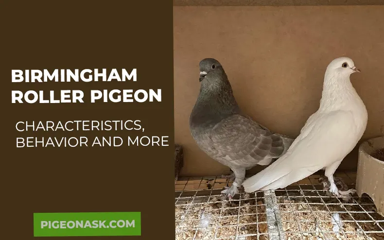 Birmingham Roller Pigeon