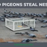 Do Pigeons Steal Nests? True But Unexpected!