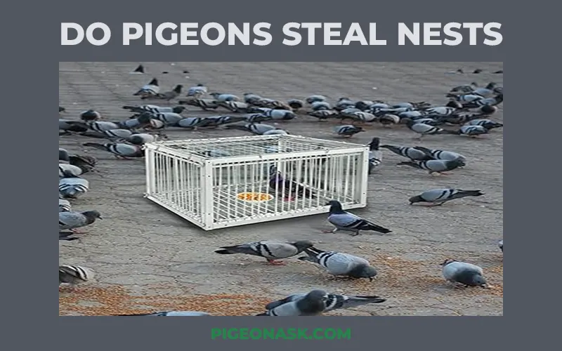 Do Pigeons Steal Nests