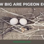 How Big Are Pigeon Eggs? 7 Different Species Compared