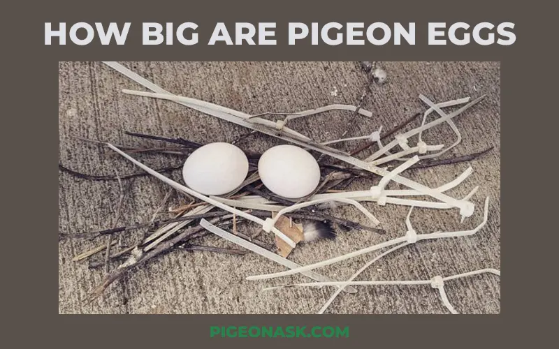 How Big Are Pigeon Eggs