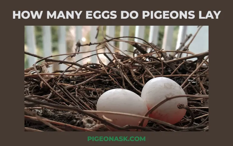 How Many Eggs Do Pigeons Lay?