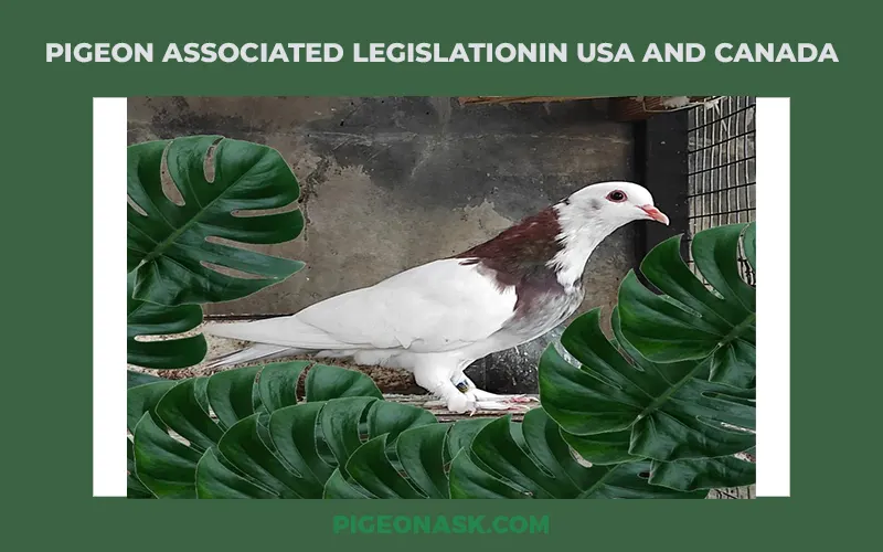 Pigeon Associated Legislation in USA and Canada