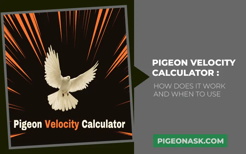 speed pigeon calculator