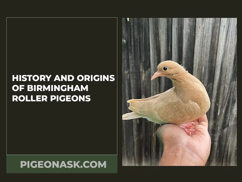 History and Origins of Birmingham Roller Pigeons