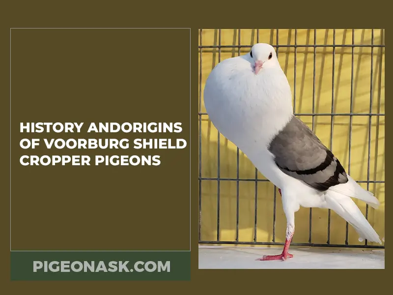 History and Origins of Voorburg Shield Cropper Pigeons