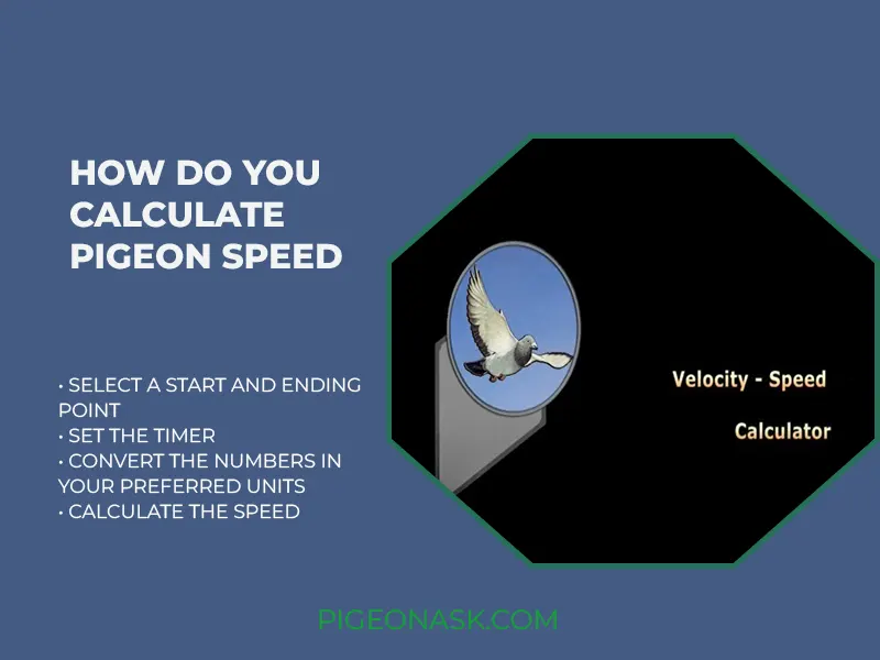 How Do You Calculate Pigeon Speed