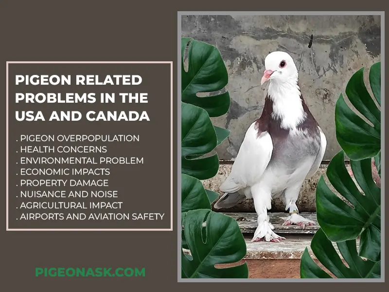 Pigeon Related Problems in the USA and Canada