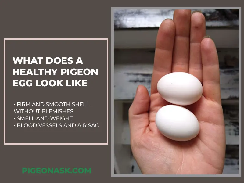 What Does a Healthy Pigeon Egg Look Like