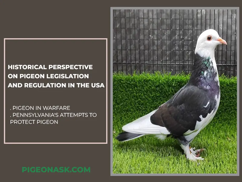 Historical Perspective on Pigeon Legislation and Regulation in the USA