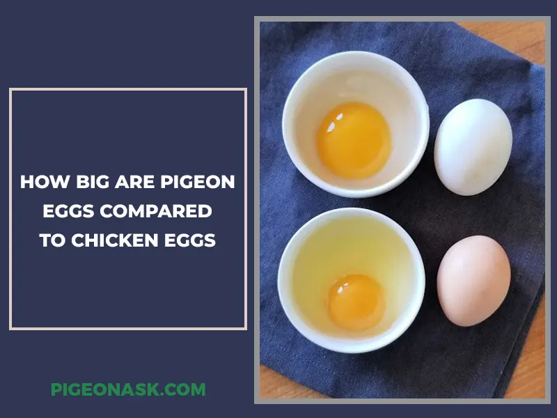 How Big Are Pigeon Eggs Compared to Chicken Eggs